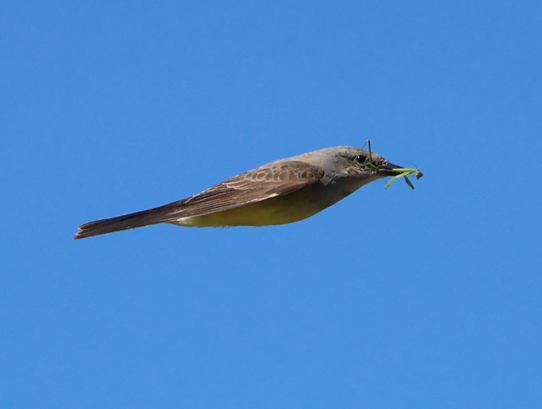 Western Kingbird - Nathan Stimson