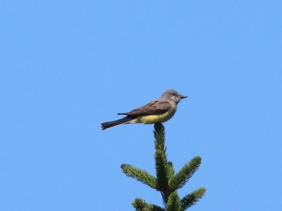 Western Kingbird - ML639081867