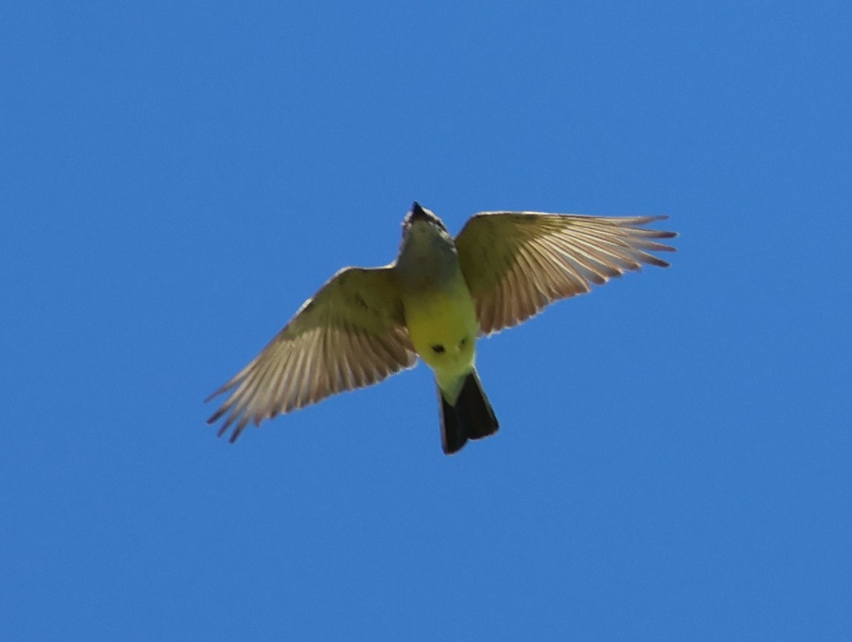 Western Kingbird - ML639081868