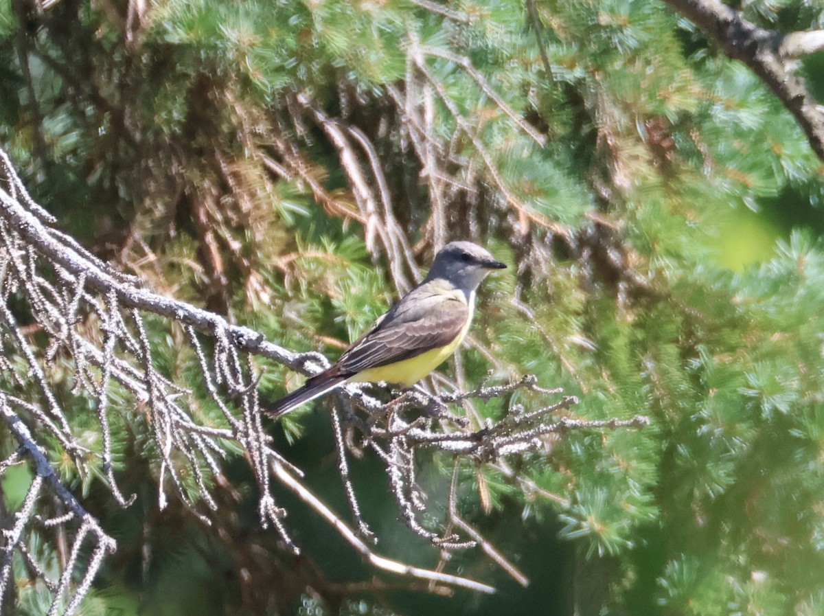 Western Kingbird - ML639081870
