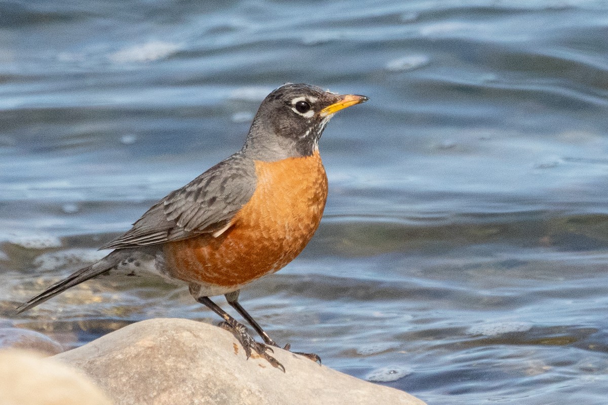 American Robin - ML639081871