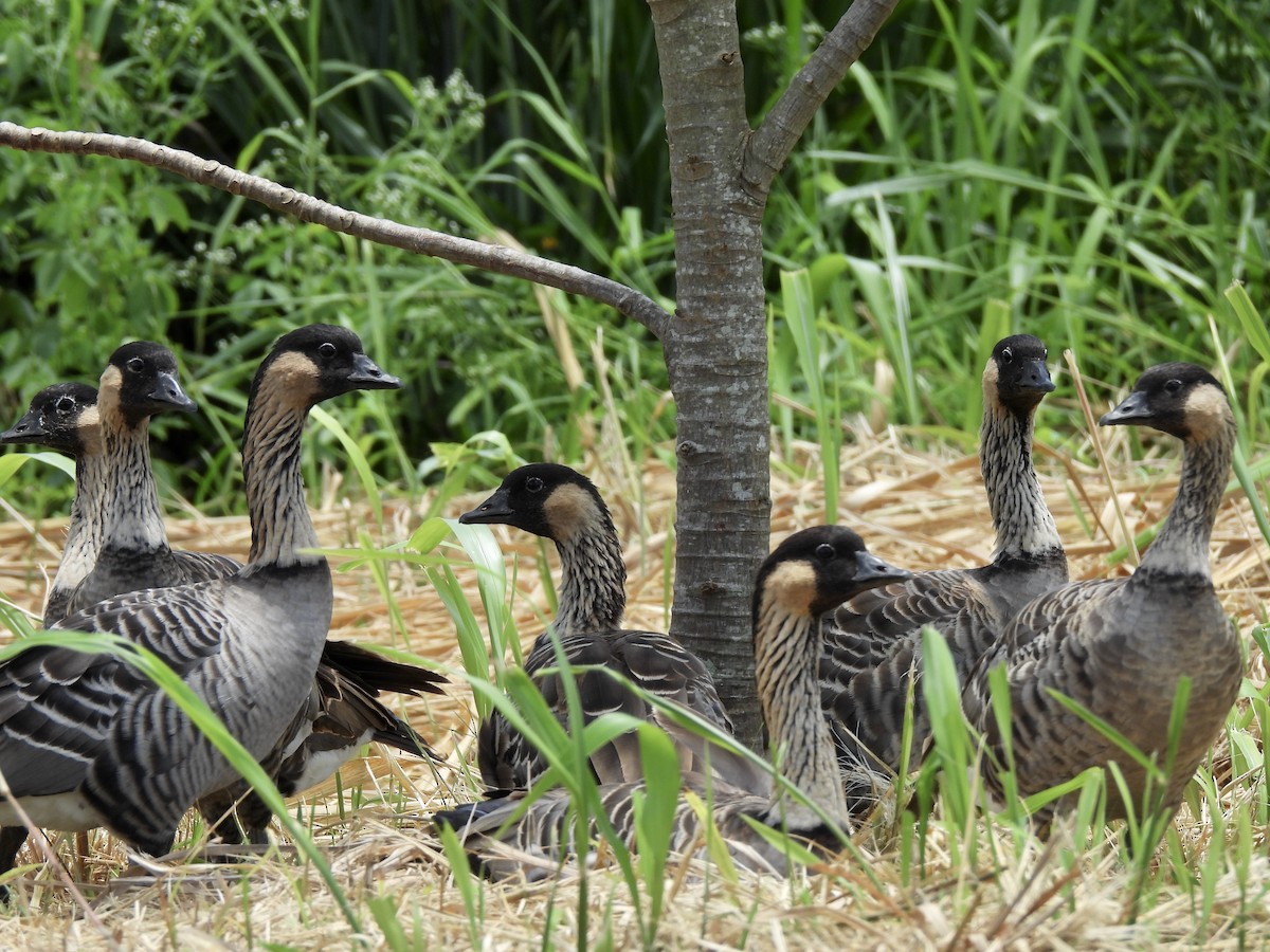 Hawaiian Goose - ML639081873
