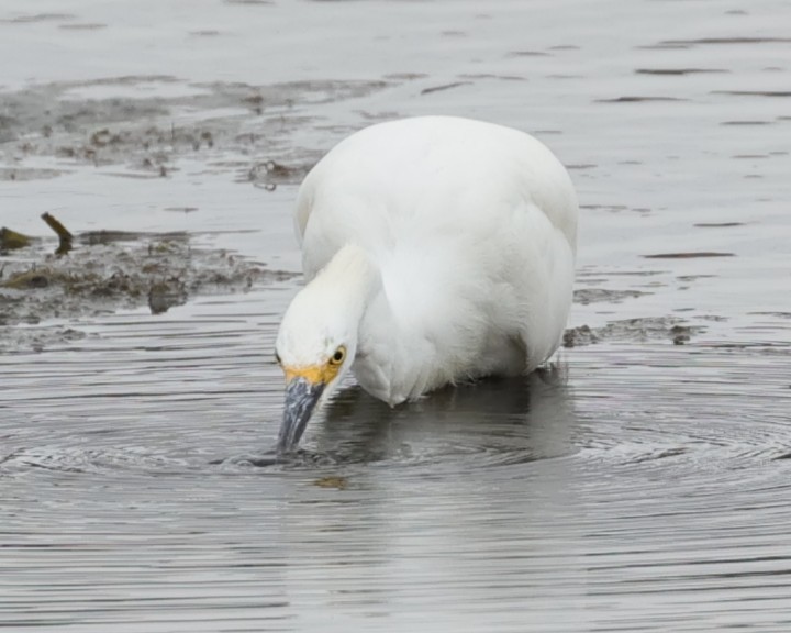 Snowy Egret - ML639081874