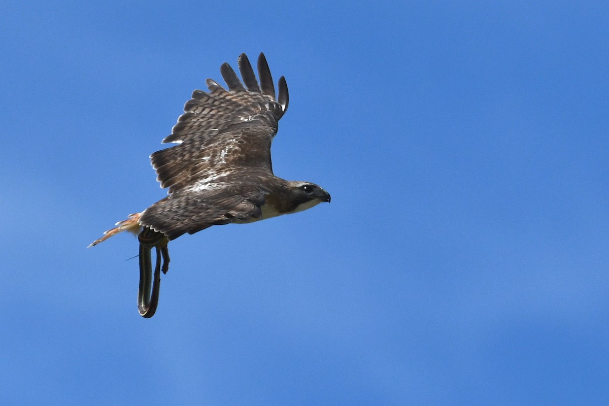 Red-tailed Hawk - ML639081876