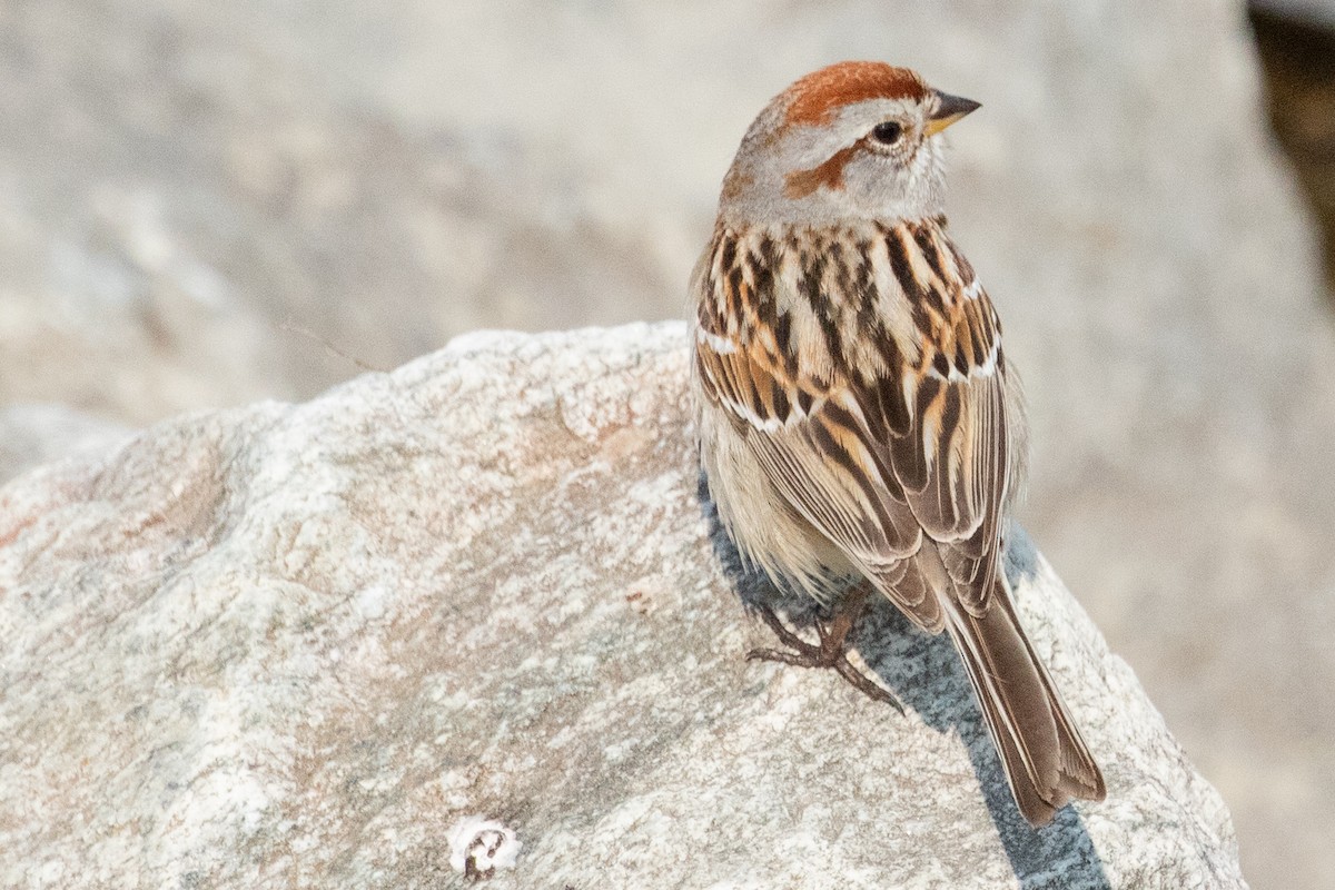 American Tree Sparrow - ML639081879