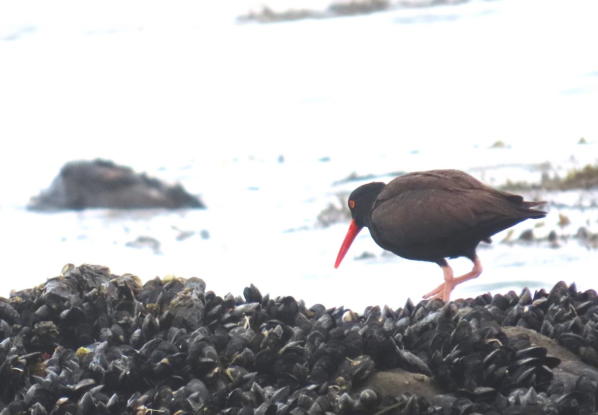 Black Oystercatcher - ML639081880