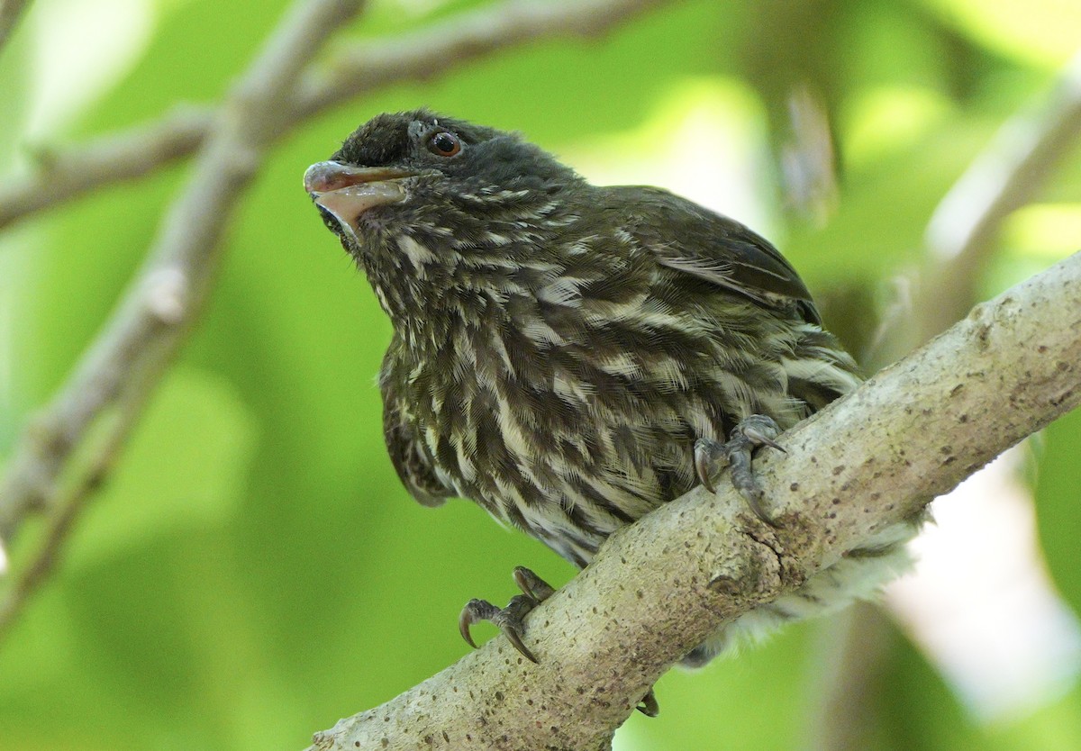 Palmchat - ML639081881