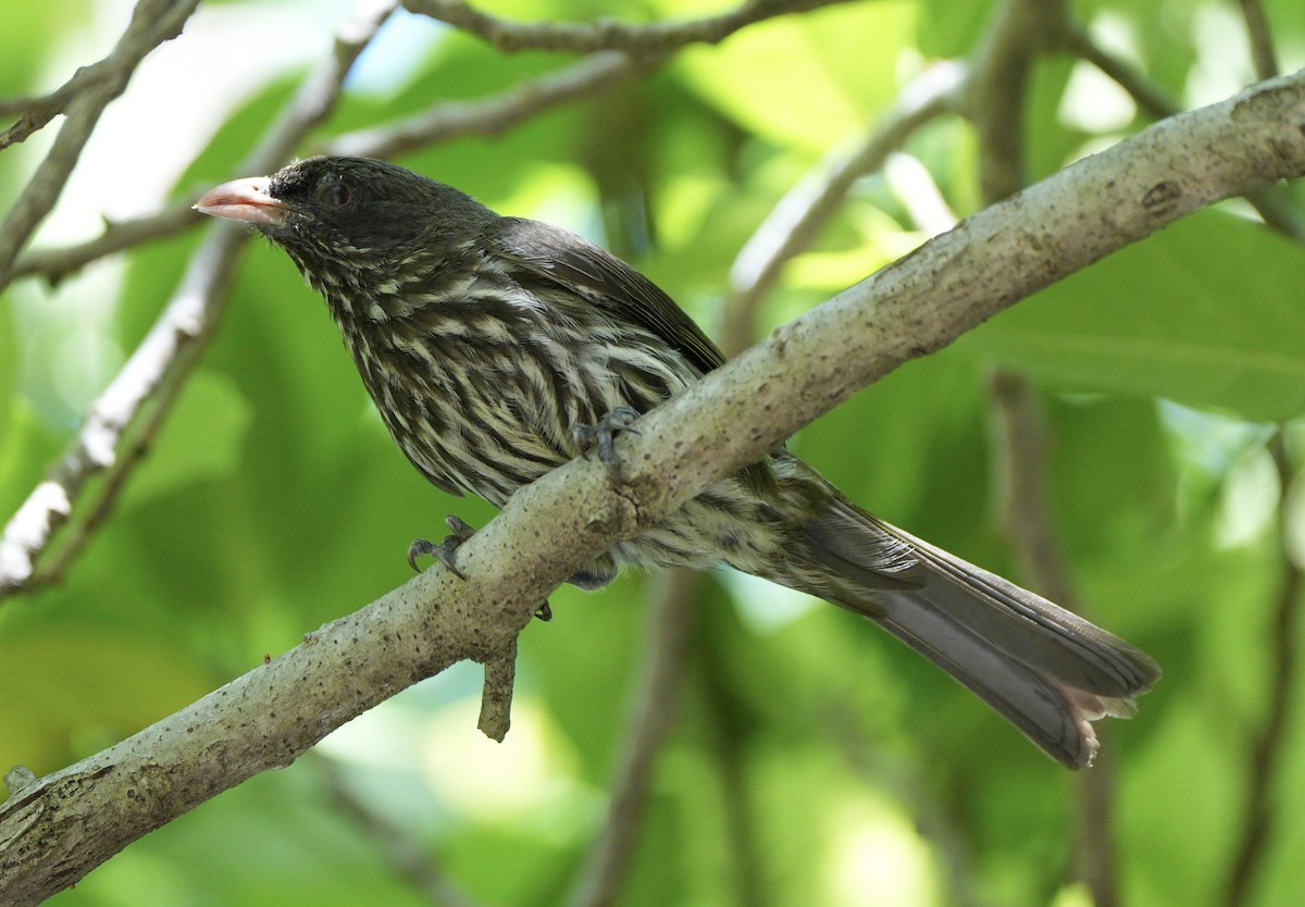 Palmchat - ML639081882