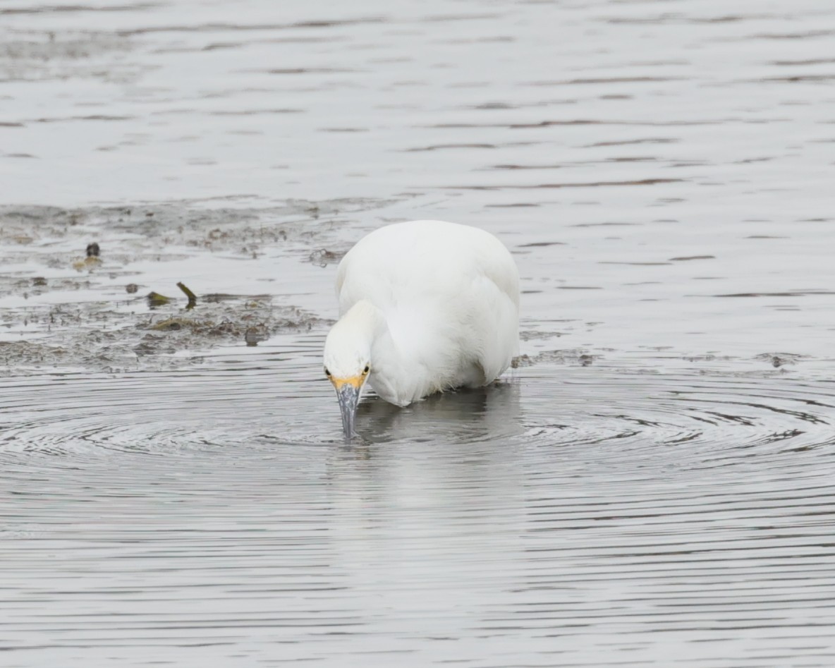 Snowy Egret - ML639081884