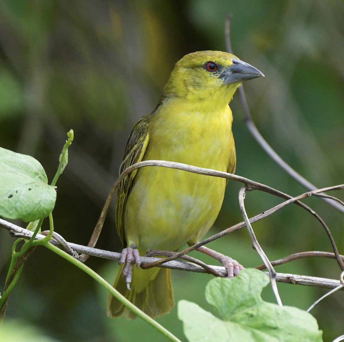 Village Weaver - ML639081887