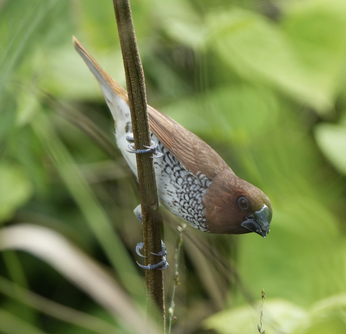 Scaly-breasted Munia - ML639081894