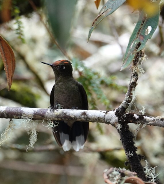 Colibrí de Herrán - ML639081918