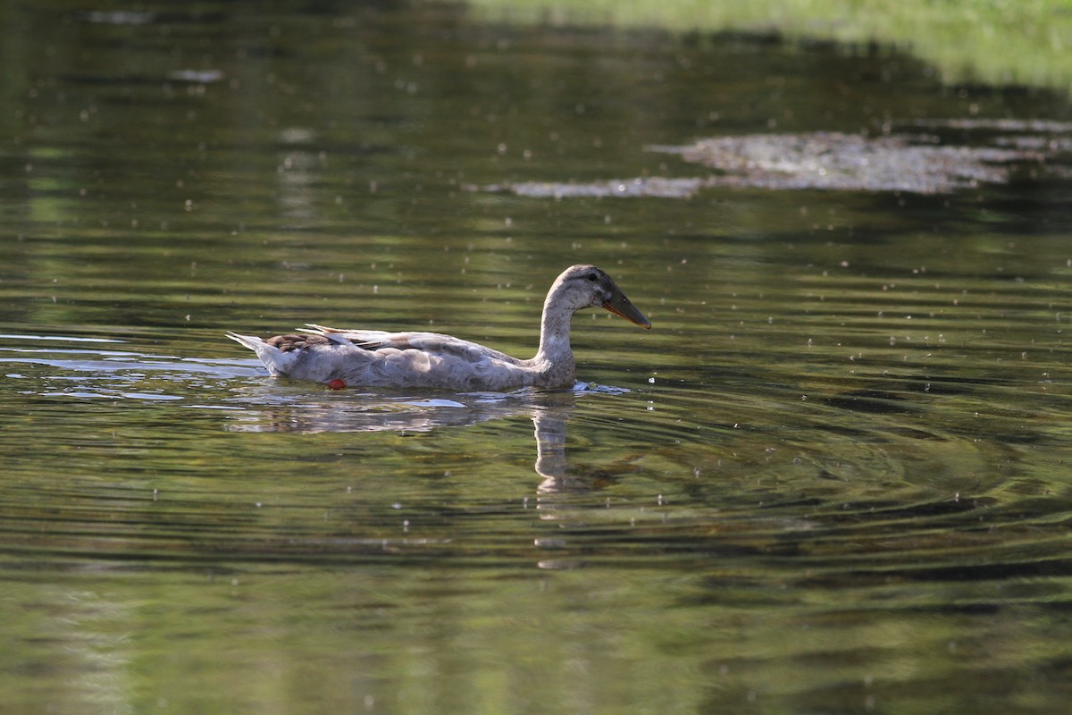 Mallard (Domestic type) - ML639081919