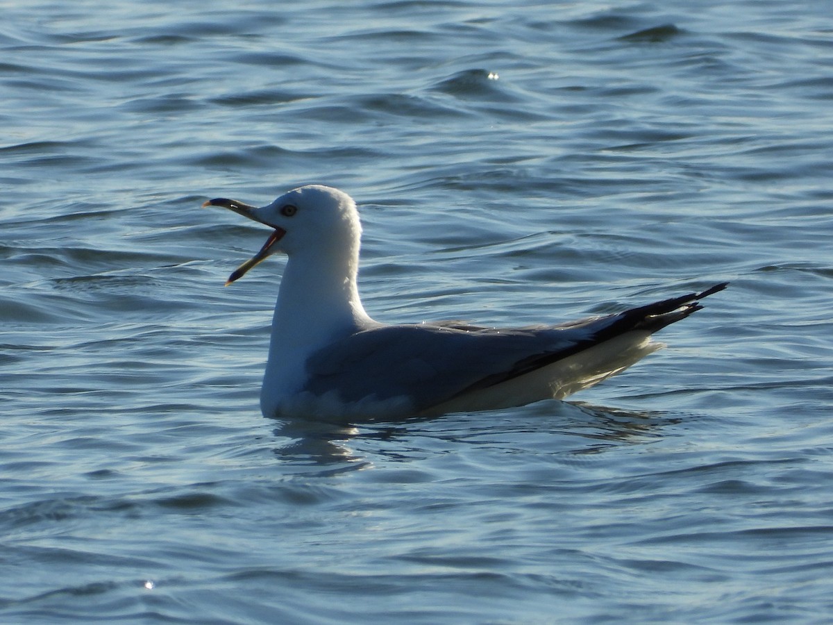 Gaviota de Delaware - ML639081924