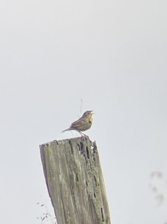 Chingolo Saltamontes - ML639081926