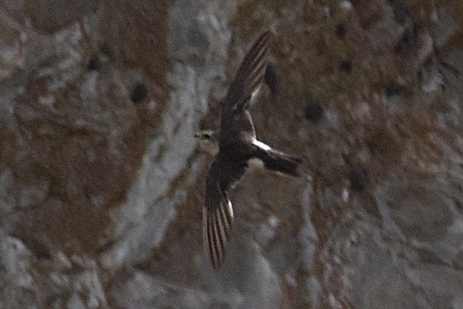 Alaca Ebabil - ML639081972