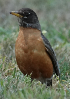 Göçmen Ardıç - ML639081977