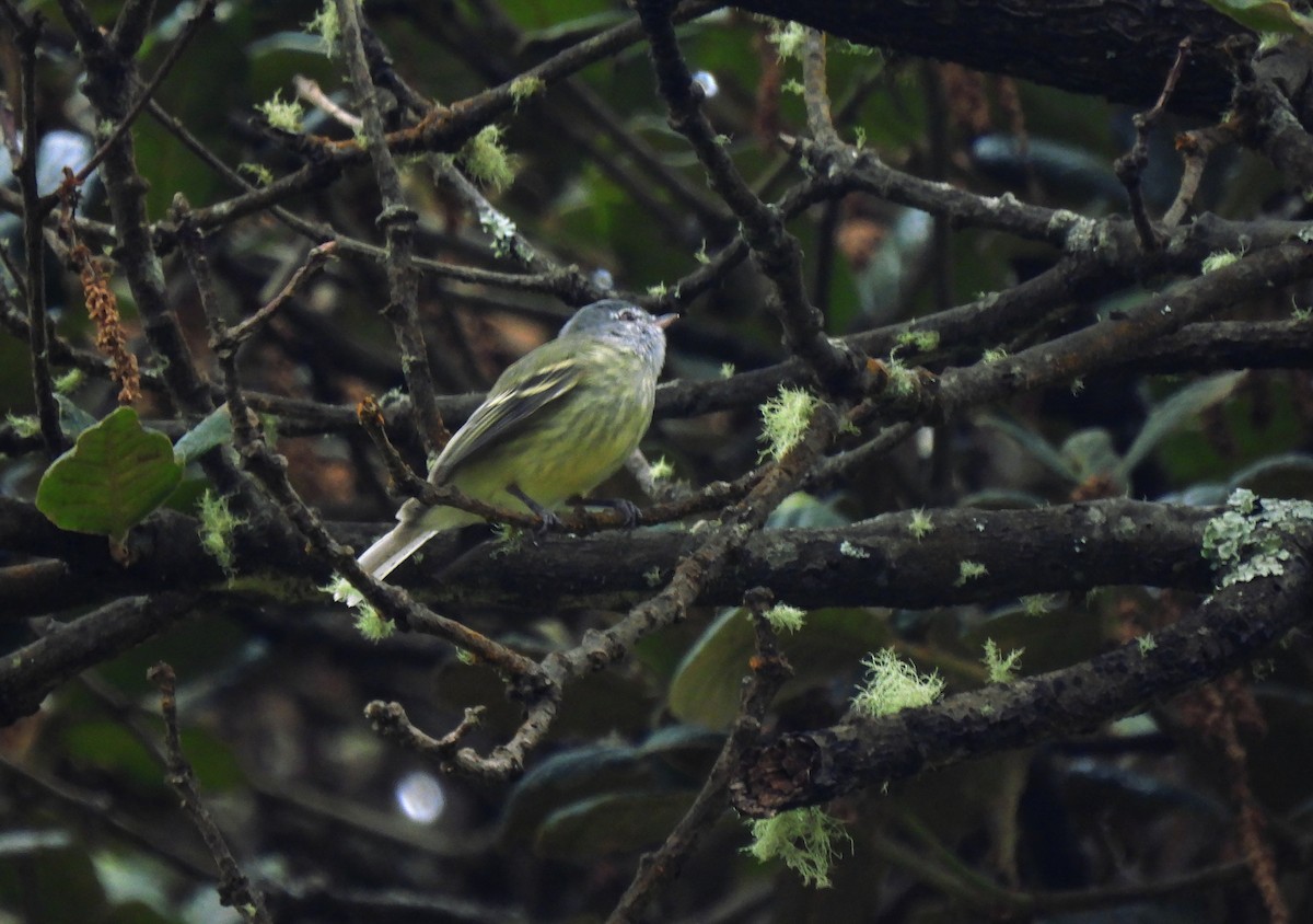 Weißstirn-Kleintyrann (zeledoni) - ML639081985