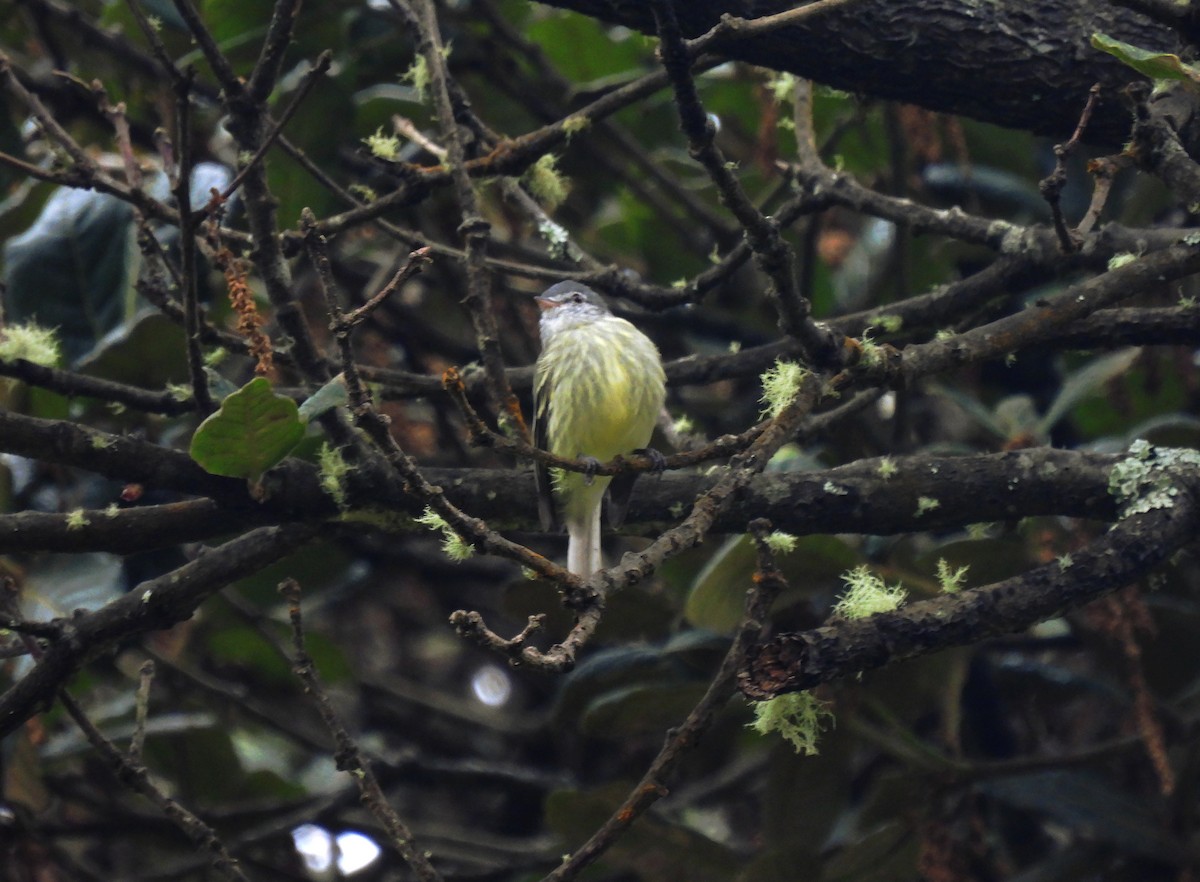Weißstirn-Kleintyrann (zeledoni) - ML639081986