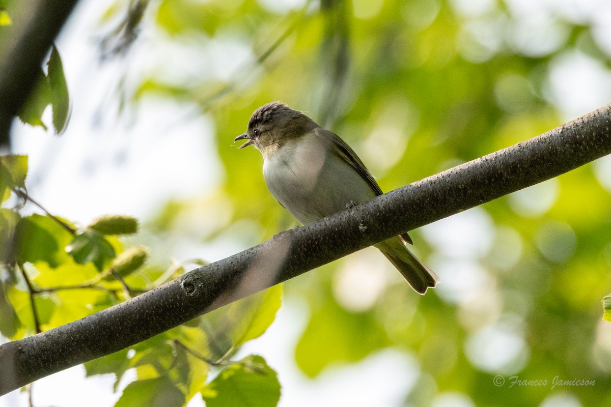 Kızıl Gözlü Vireo - ML639081989