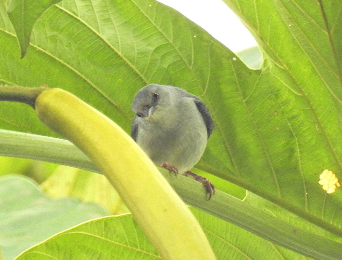 Pearly-breasted Conebill - ML639081999