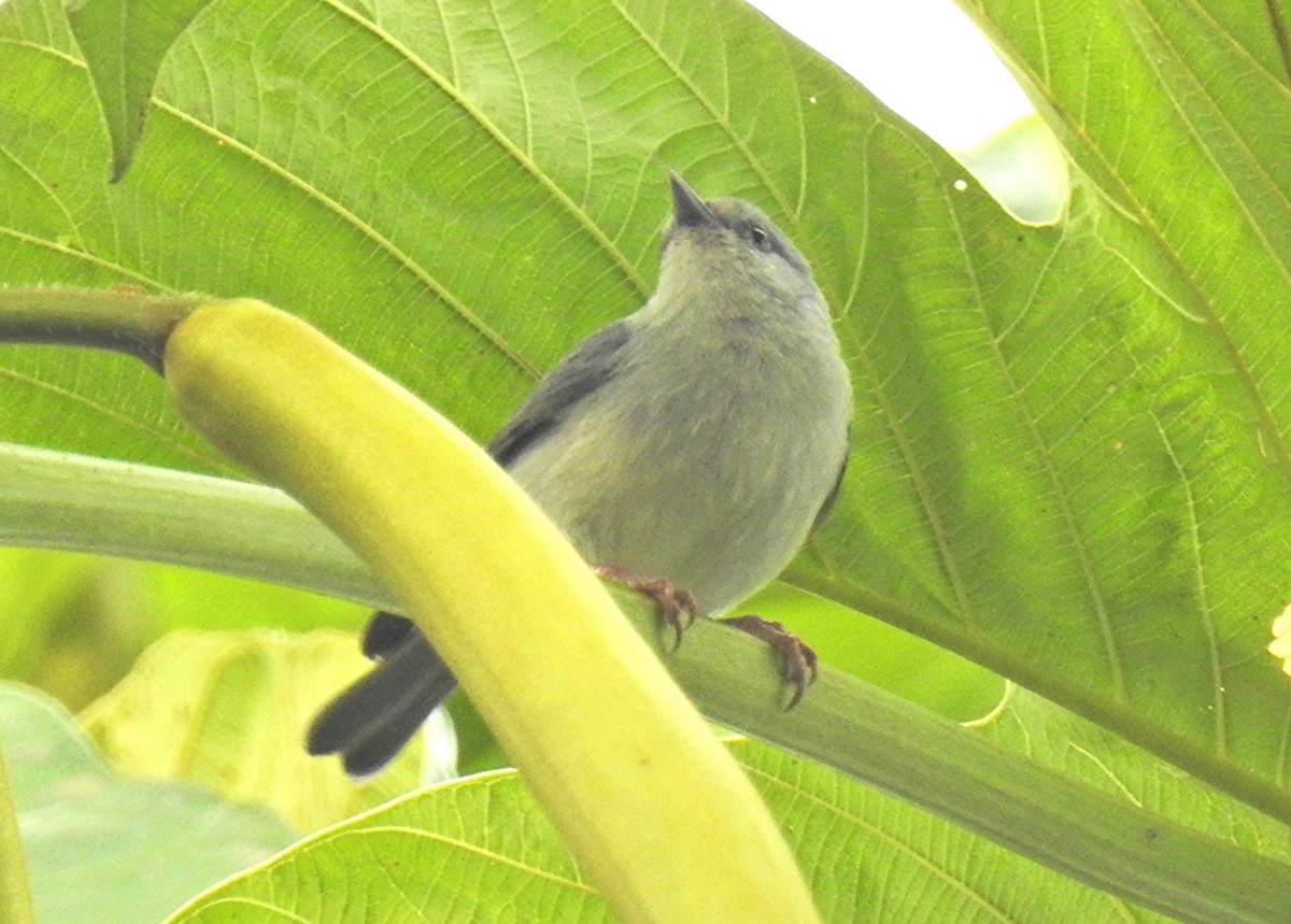 Pearly-breasted Conebill - ML639082000