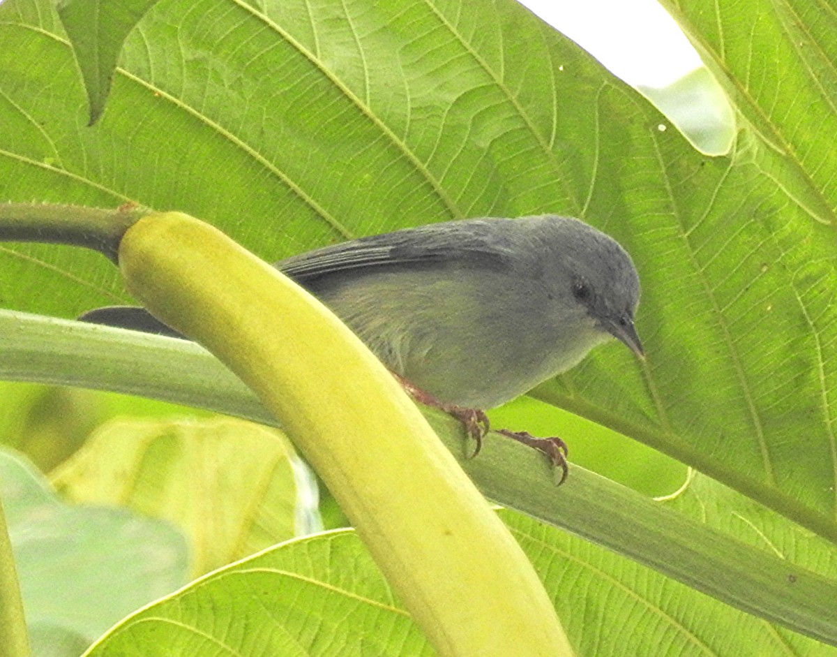Pearly-breasted Conebill - ML639082001