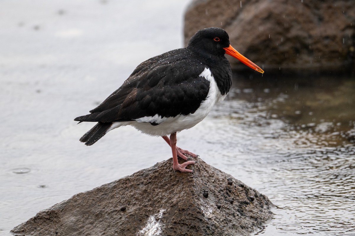 Pied Oystercatcher - ML639082002