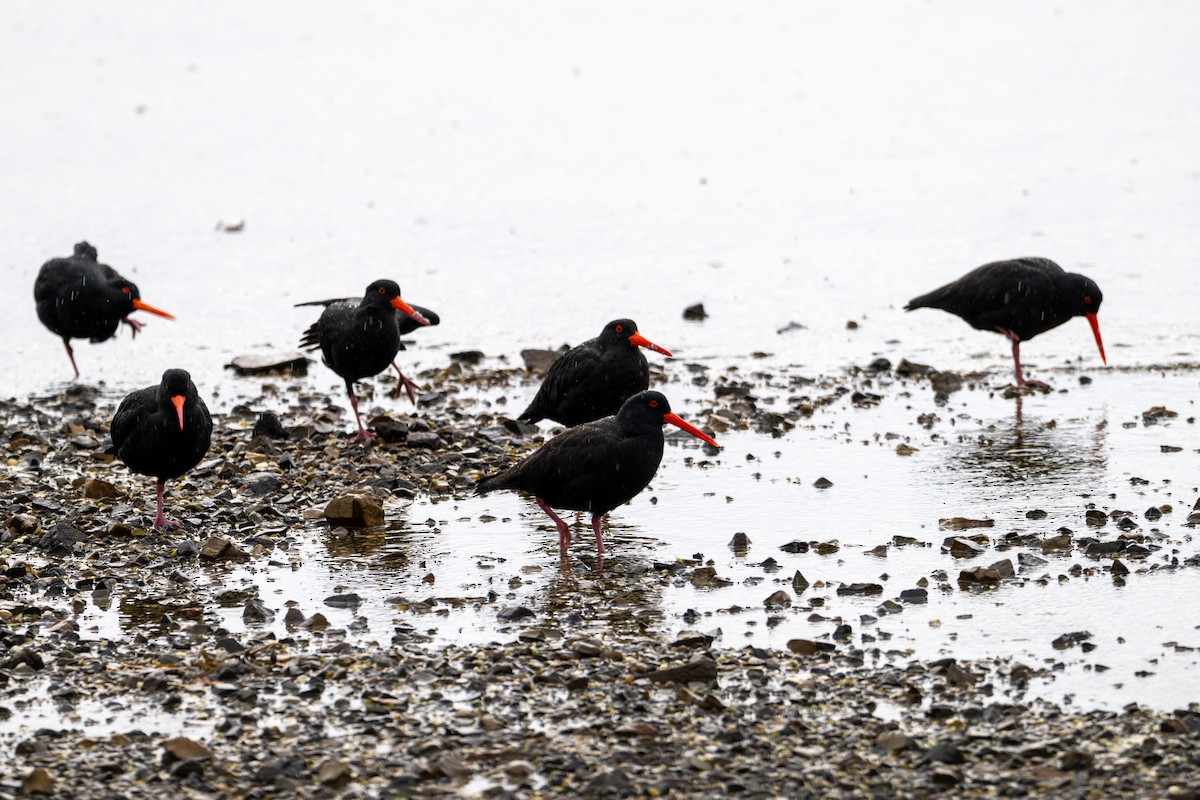 Sooty Oystercatcher - ML639082005