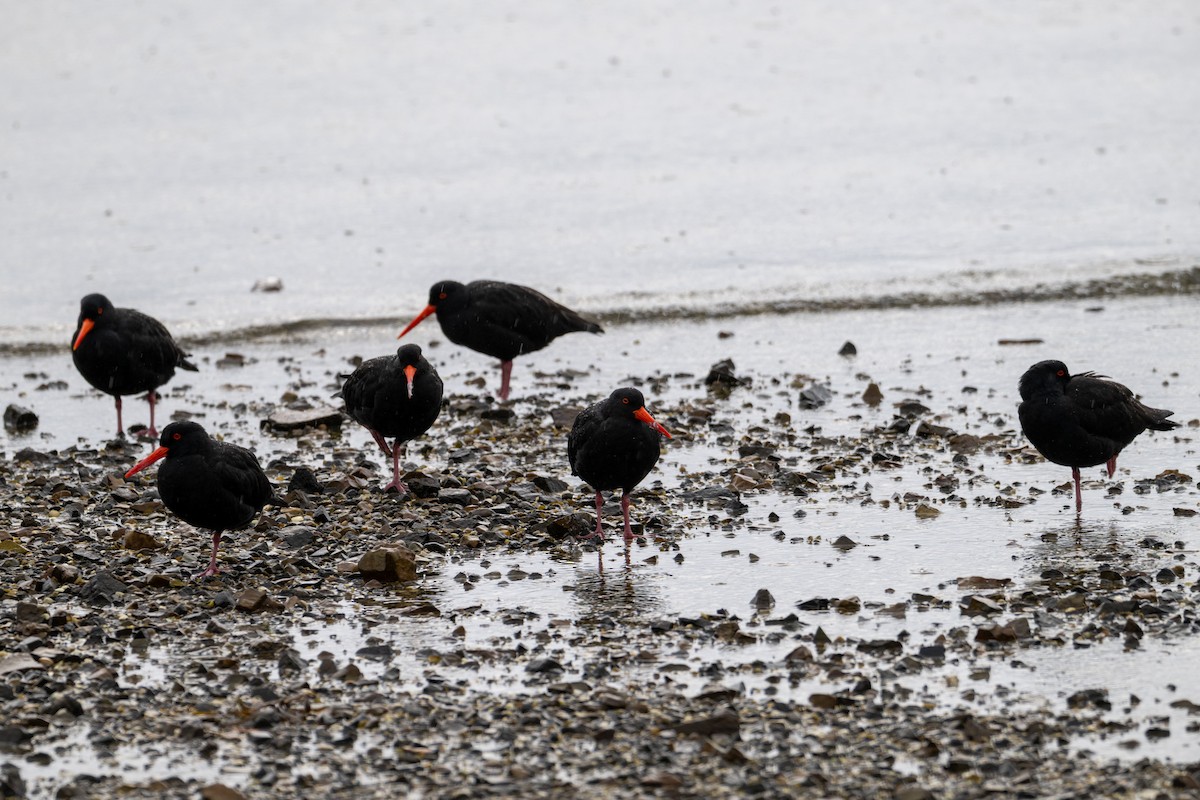 Sooty Oystercatcher - ML639082006