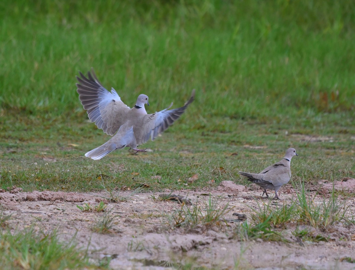 灰斑鳩 - ML639082011