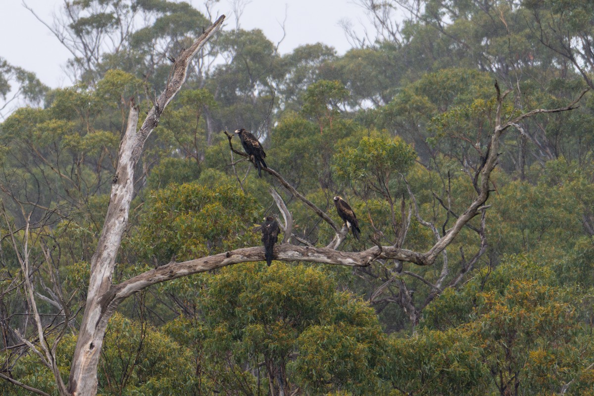 Wedge-tailed Eagle - ML639082012