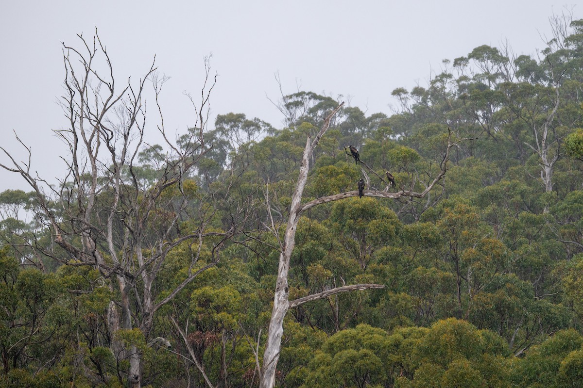 Wedge-tailed Eagle - ML639082013