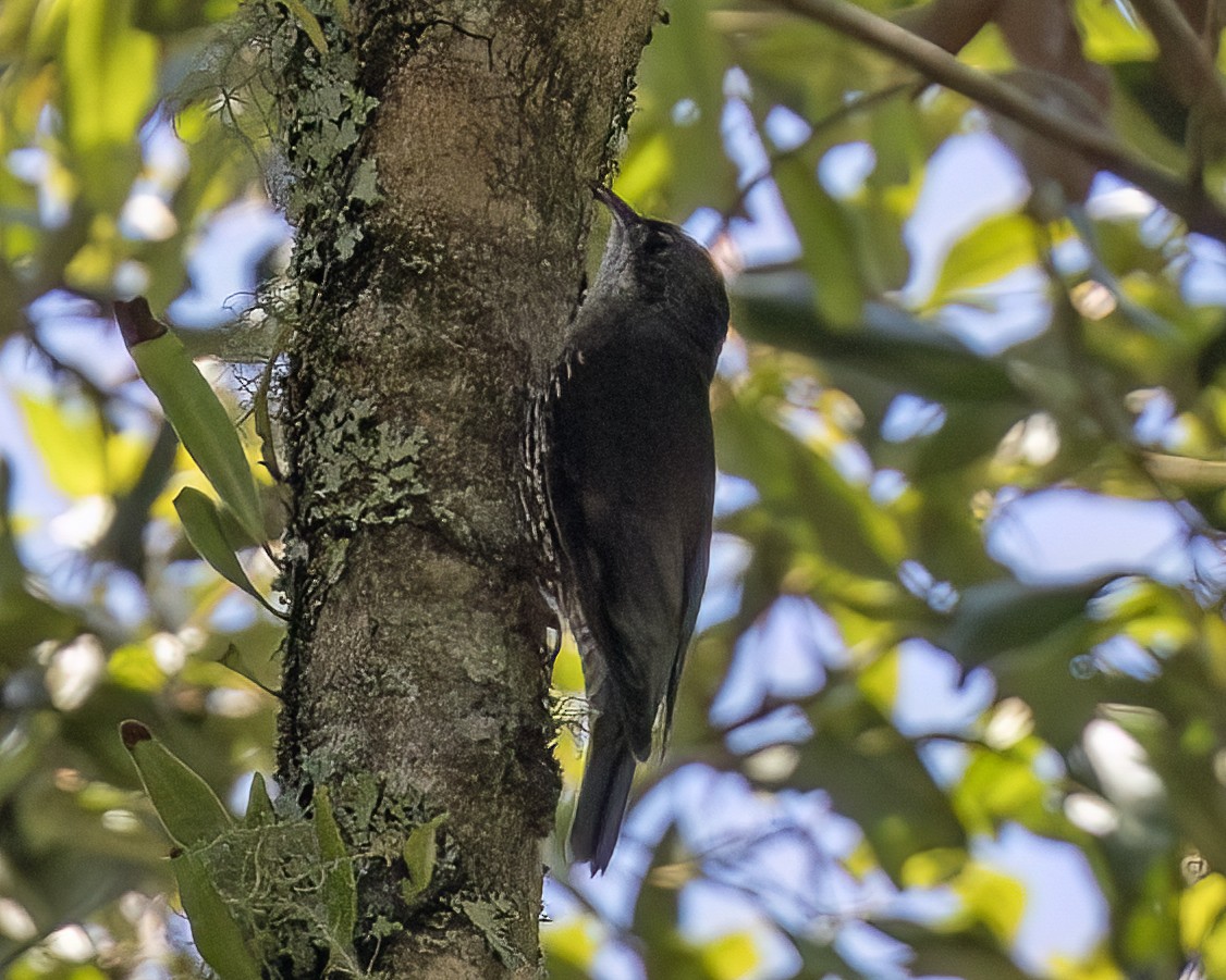 White-throated Treecreeper (White-throated) - ML639082038