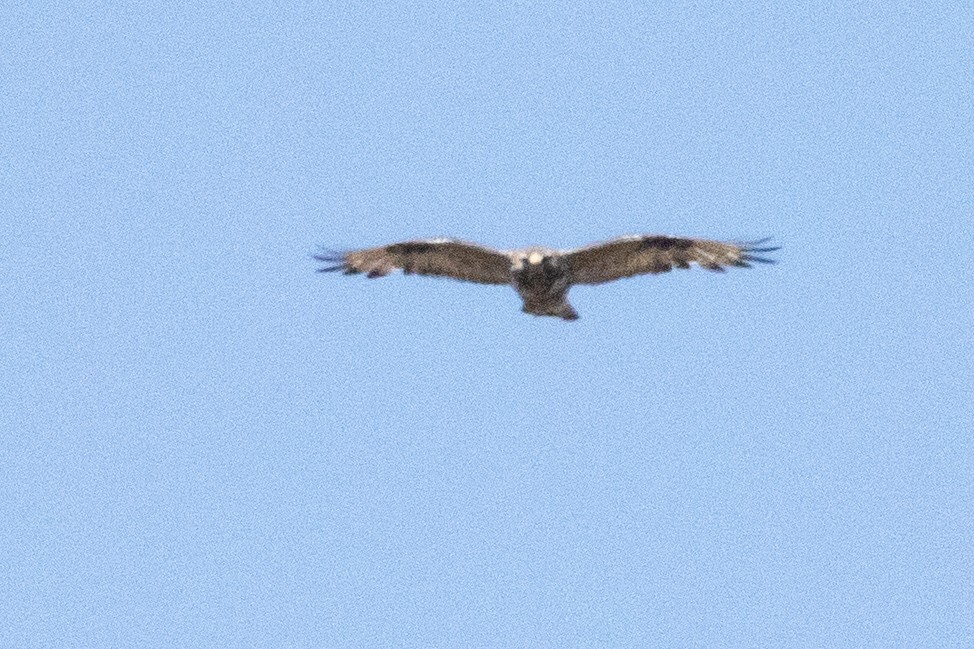 毛足鵟 - ML639082039