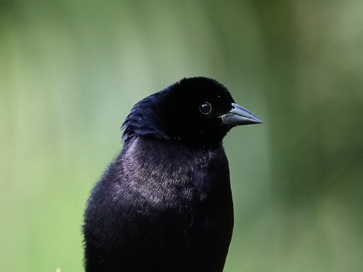 Shiny Cowbird - ML639082042