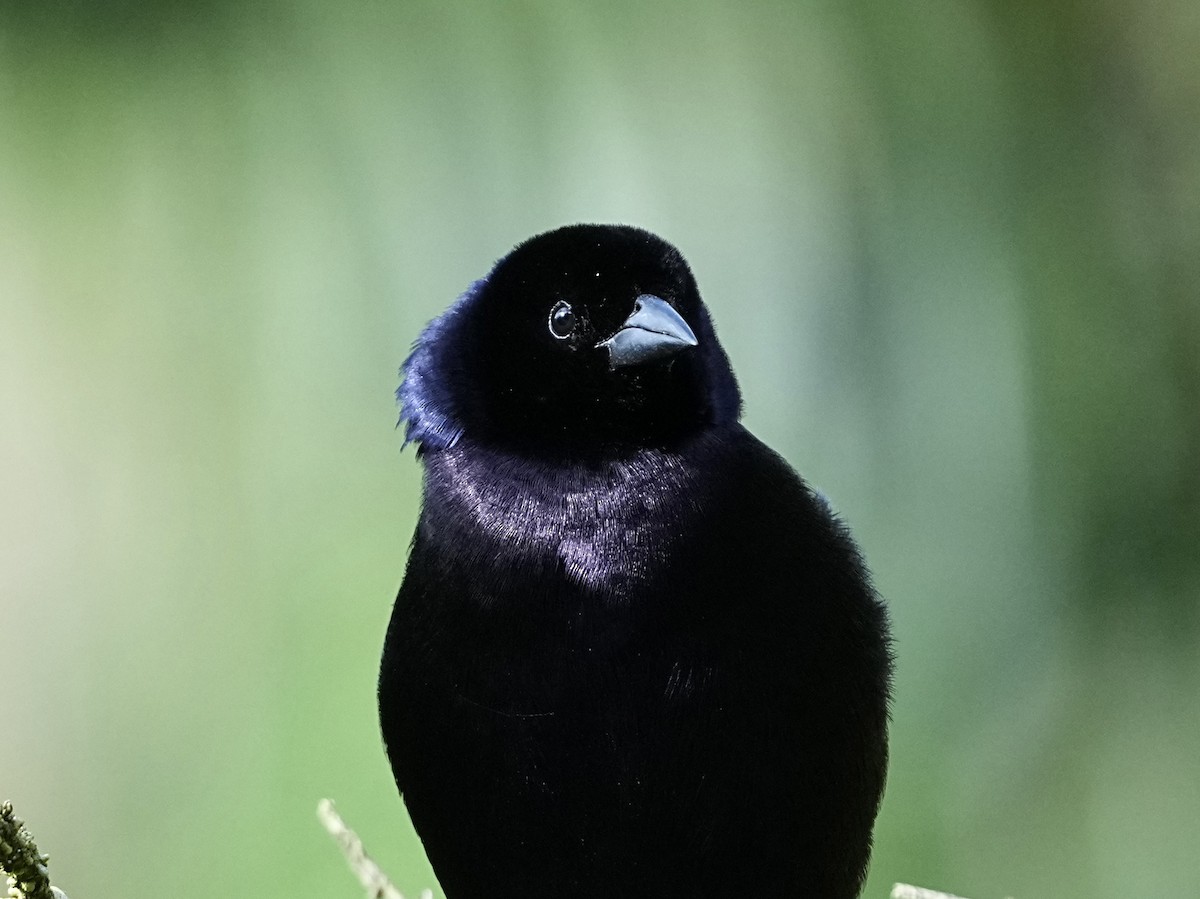 Shiny Cowbird - ML639082043