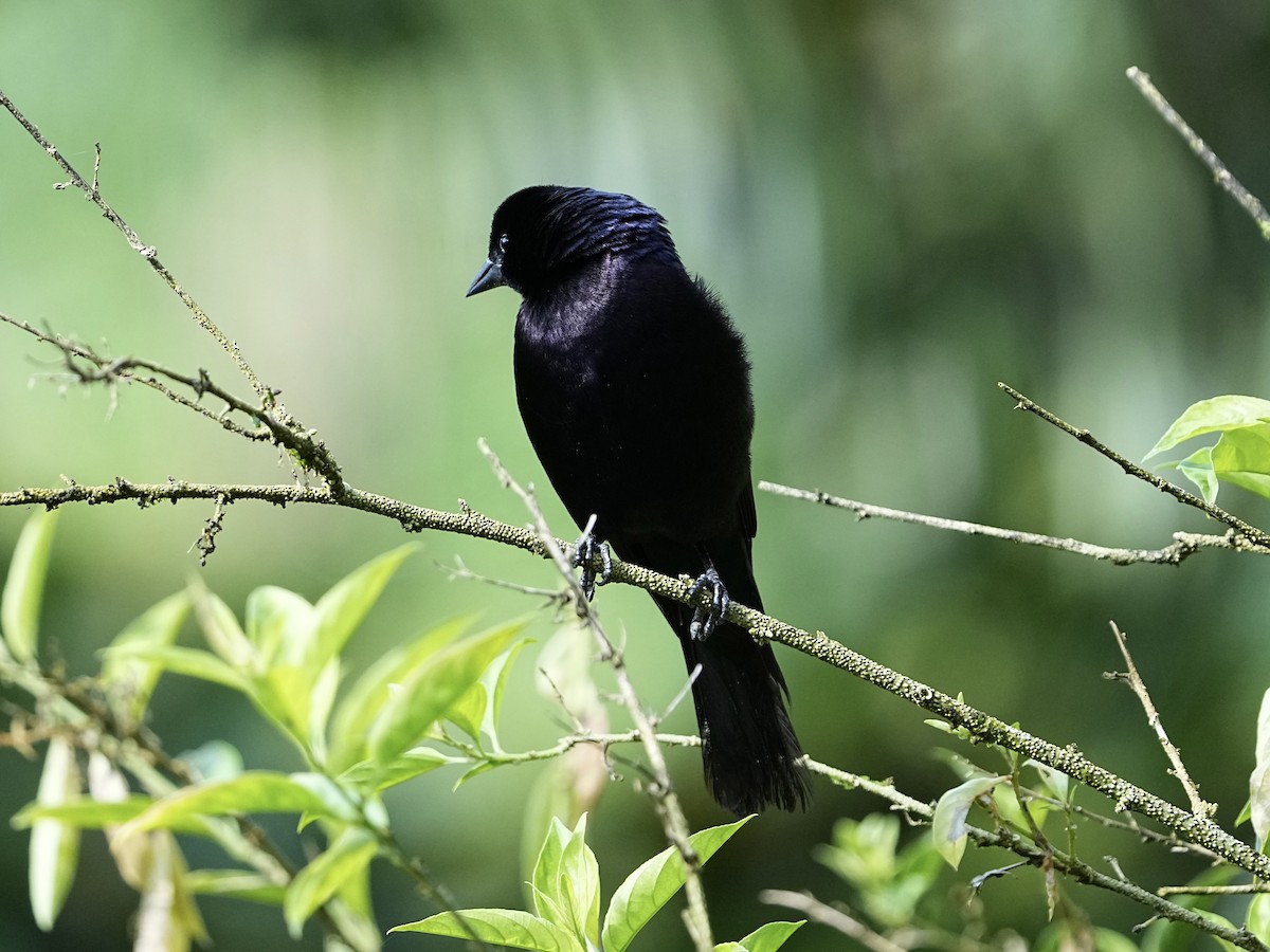 Shiny Cowbird - ML639082044