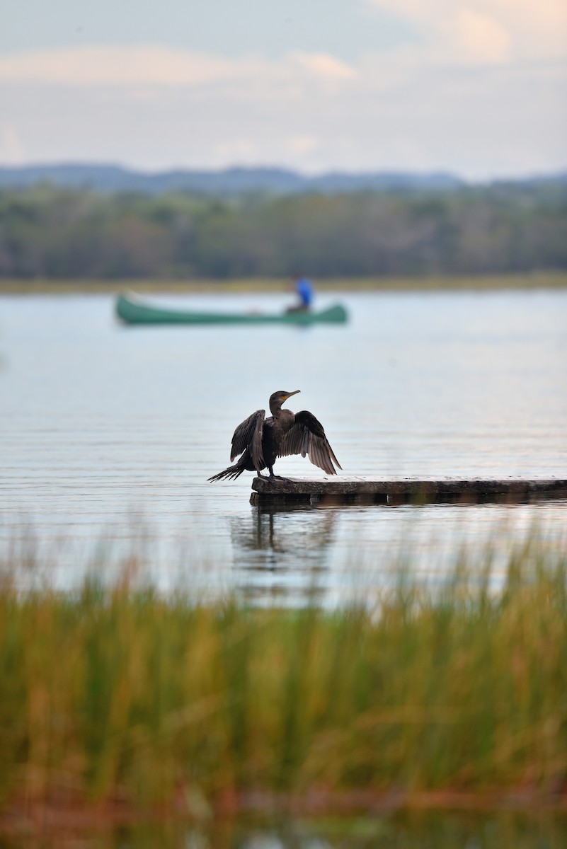 Neotropic Cormorant - ML639082066