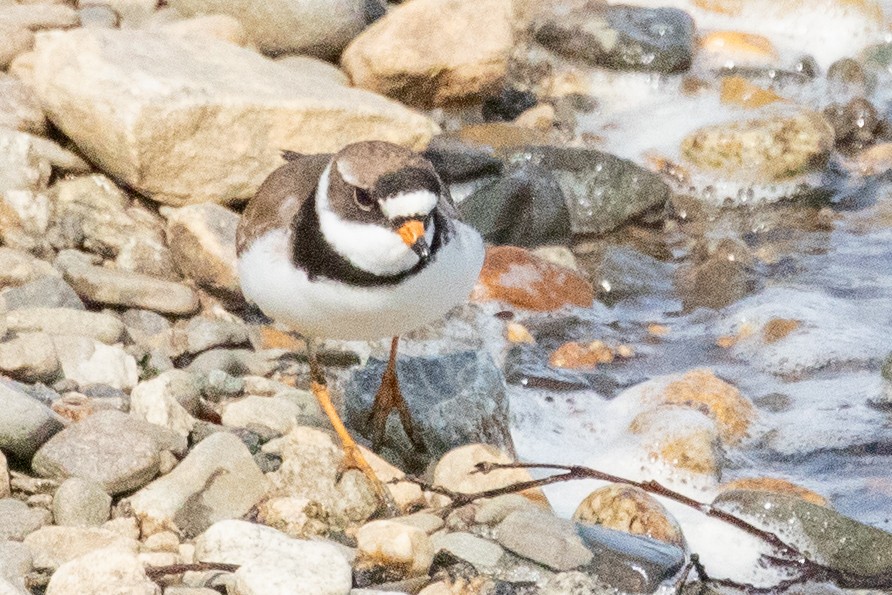 Semipalmated Plover - ML639082071
