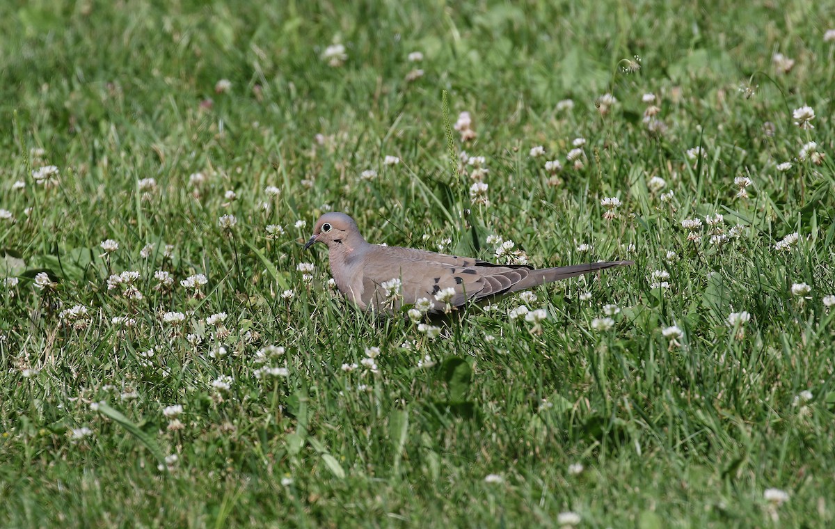 Mourning Dove - ML639082099