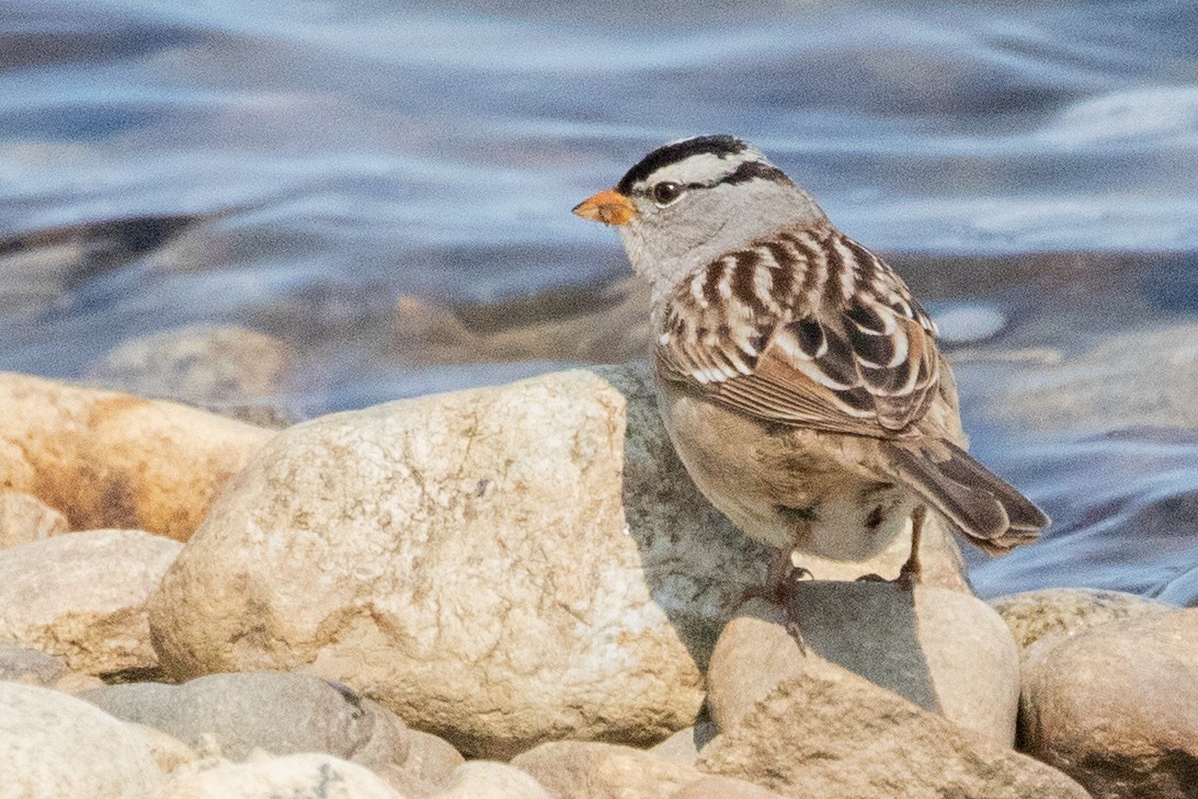 White-crowned Sparrow - ML639082159