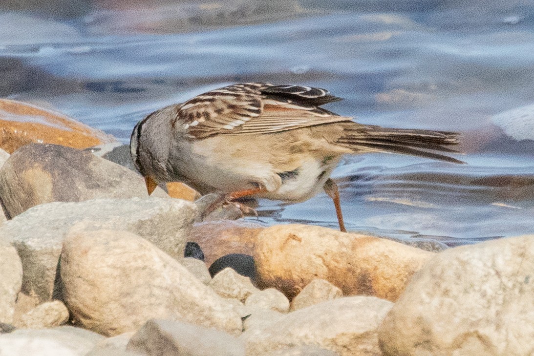 White-crowned Sparrow - ML639082167