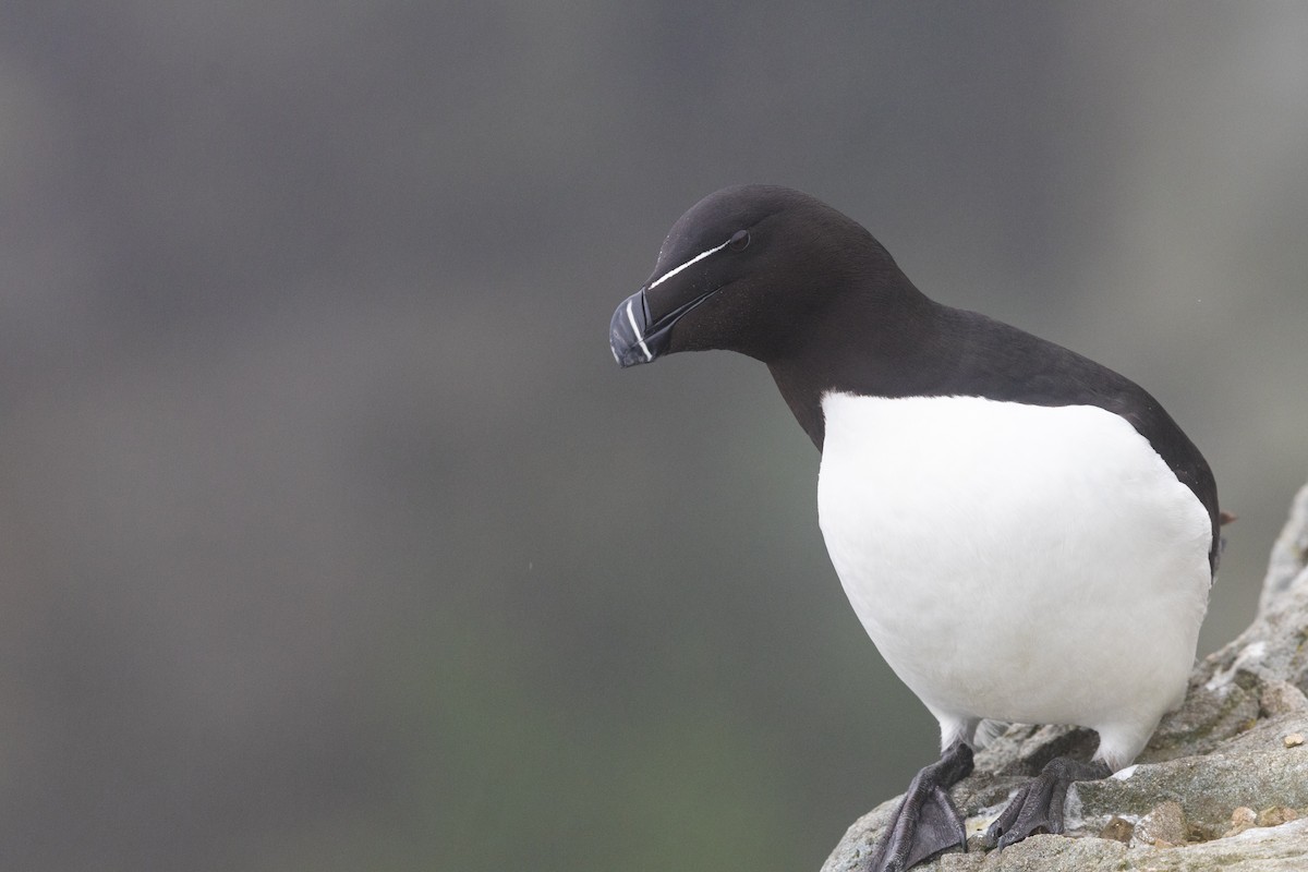 Razorbill - ML639082206