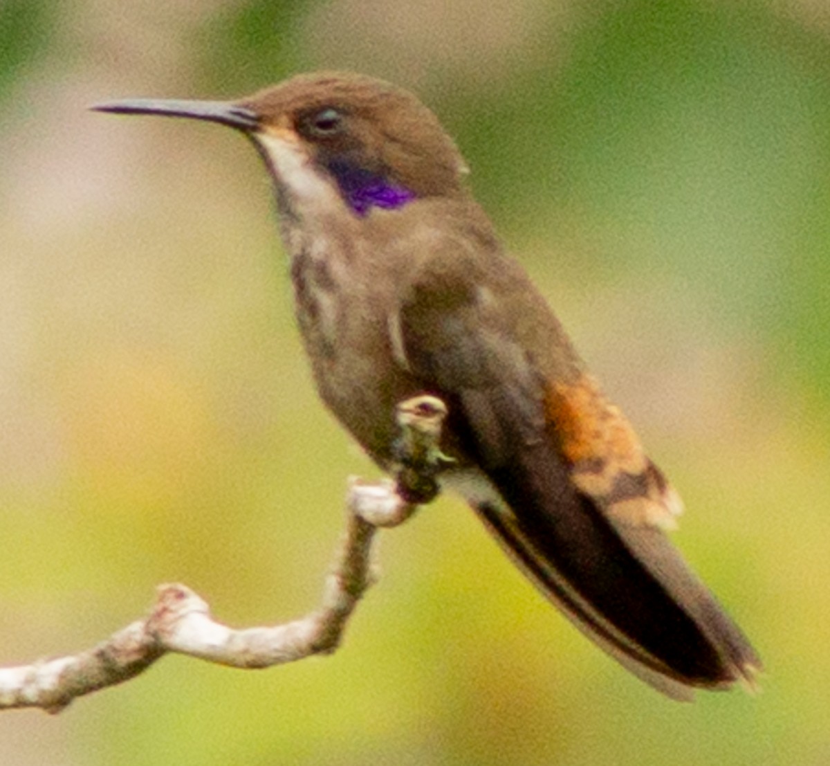Brown Violetear - ML639082214
