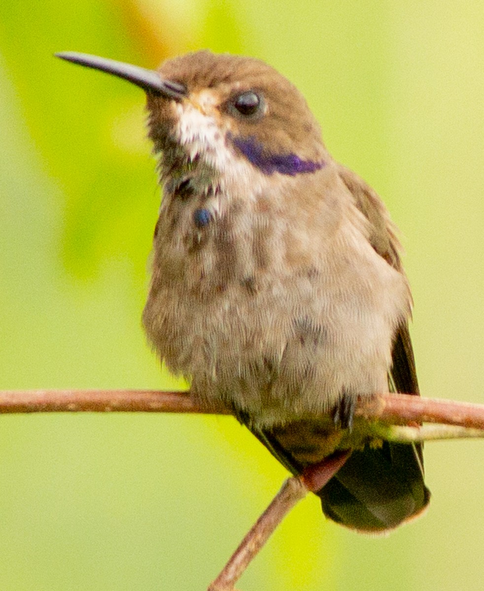 Brown Violetear - ML639082218