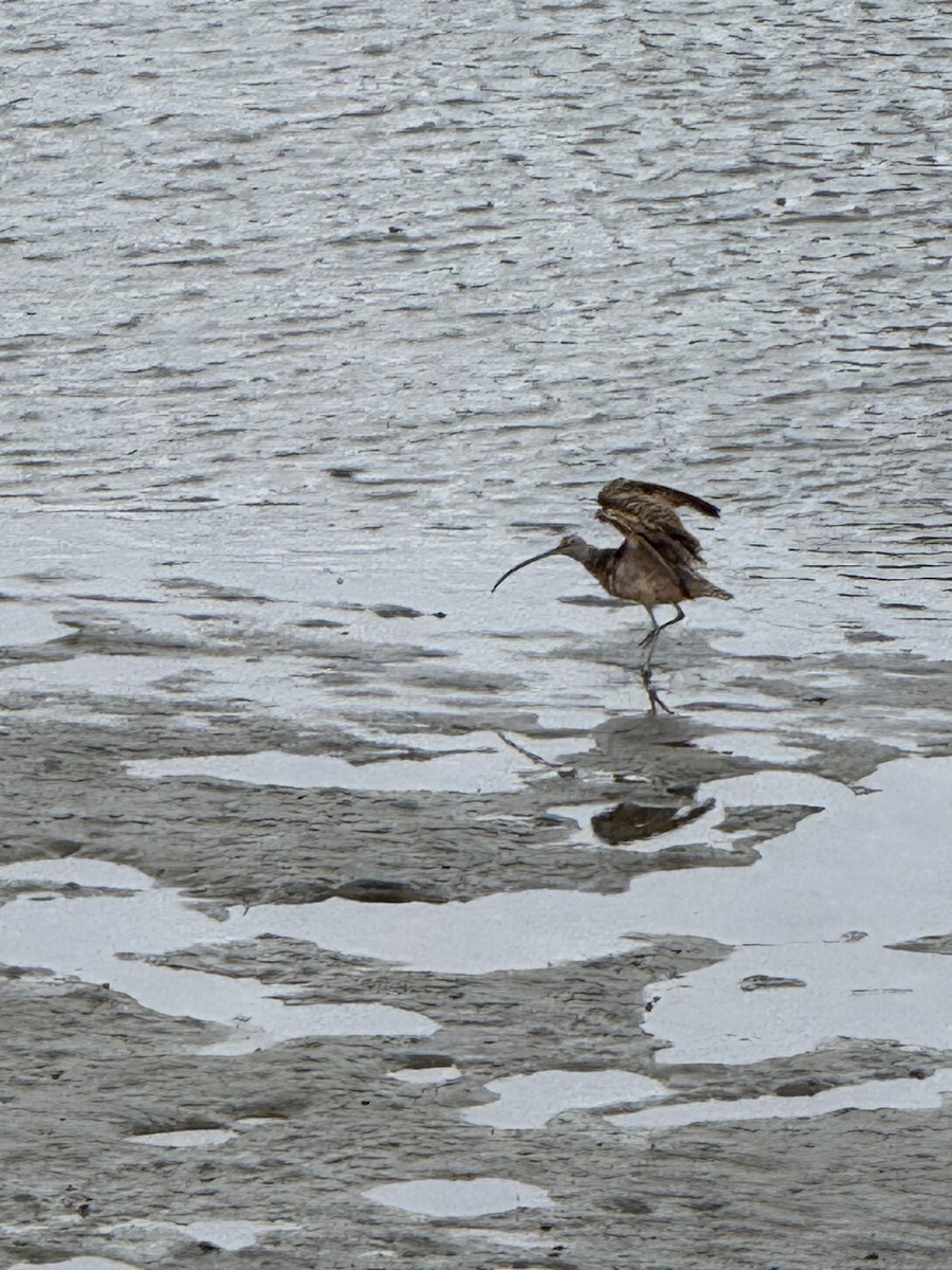 Long-billed Curlew - ML639082219