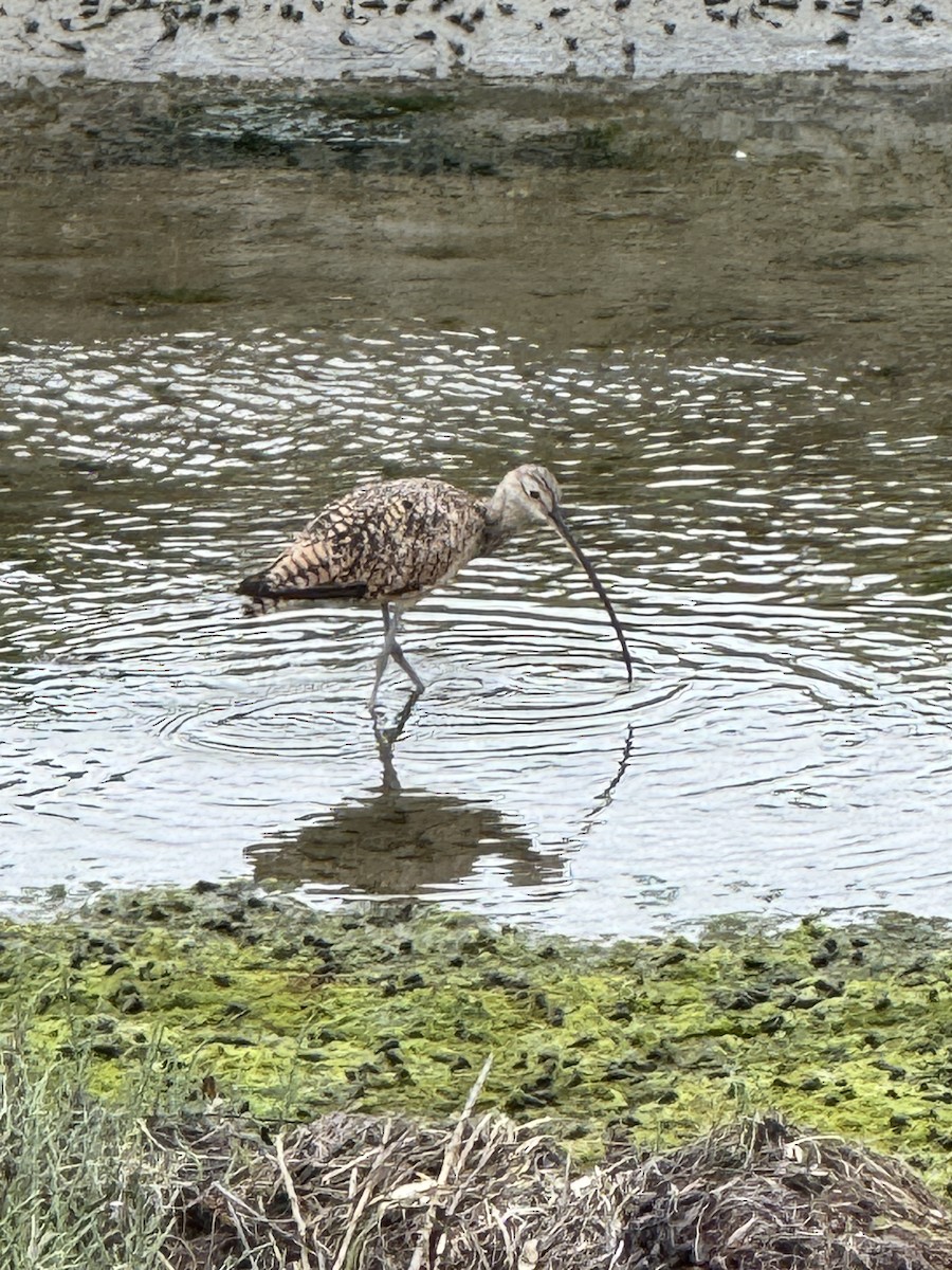 Long-billed Curlew - ML639082220