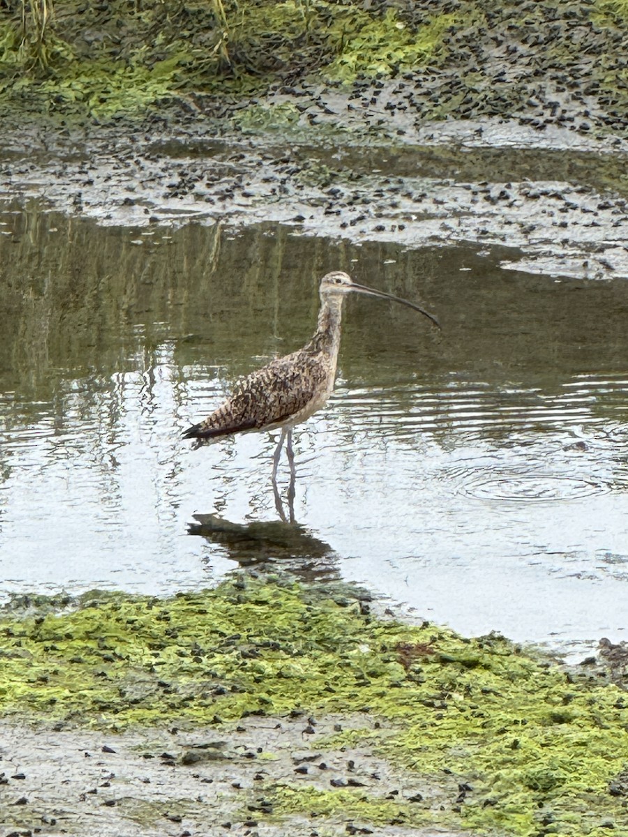 Long-billed Curlew - ML639082221