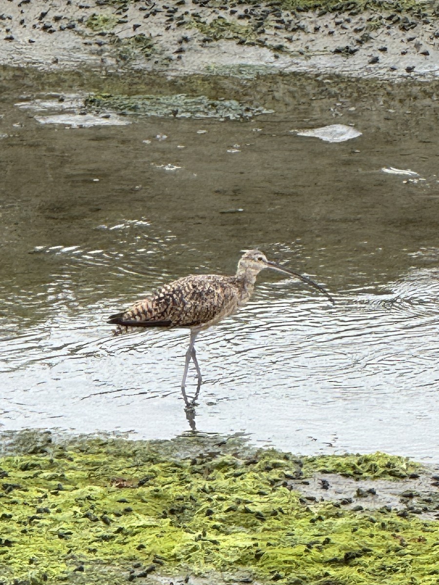 Long-billed Curlew - ML639082222